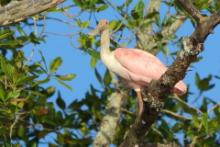 Warzęcha różowa - Platalea ajaja - Roseate Spoonbill