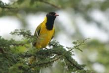 Wilga czarnogłowa - Oriolus larvatus - African Black-headed Oriole