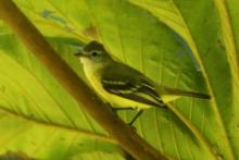 Wireonek żółtogardły - Vireo flavifrons - Yellow-throated Vireo