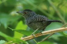 Zebrzak - Cymbilaimus lineatus - Fasciated Antshrike