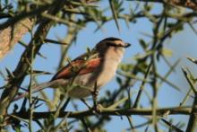 Czagra senegalska - Tchagra senegalus - Black-crowned Tchagra