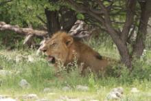 Namibia i Botswana