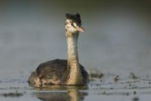 Perkozy - Podicipedidae - Grebes