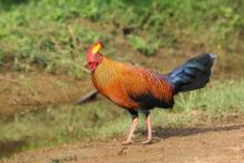 Sri Lanka ptaki - Sri Lanka birds