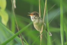 Zaroślówka - Acrocephalus dumetorum - Blyth's Reed-Warbler