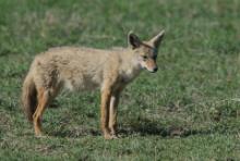 Wilk złoty - Canis lupaster - African golden wolf