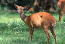 Buszbok subsaharyjski - Tragelaphus scriptus - Bushbuck