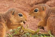 Afrowiewiorka gładka - Xerus rutilus - Unstriped ground squirrel