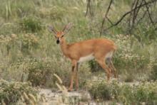 Antylopik zwyczajny - Raphicerus campestris - Steenbok