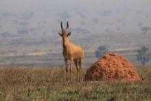 Bawolec krowi - Alcelaphus buselaphus - Hartebeest