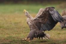 Bielik - Haliaeetus albicilla - White-tailed Sea Eagle