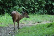 Dujkerczyk modry - Philantomba monticola - Blue duiker