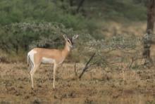 Gazelka pręgogłowa - Nanger soemmerringii  - Soemmerring's gazelle