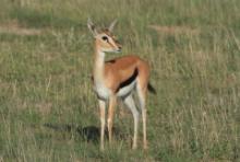 Gazelopka sawannowa - Eudorcas thomsonii - Thomson's gazelle