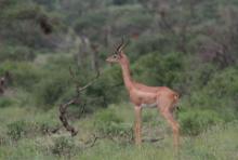 Gerenuk długoszyi - Litocranius walleri - Gerenuk