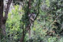 Gereza abisyńska - Colobus guereza - Guereza colobus