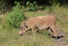 Guziec pustynny - Phacochoerus aethiopicus - Desert Warthog