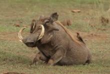 Guziec zwyczajny - Phacochoerus africanus - Common Warthog