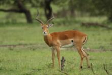 Impala zwyczajna - Aepyceros melampus - Impala