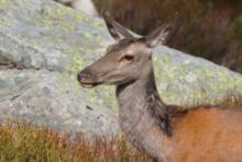 Jeleń szlachetny - Cervus elaphus - Red deer