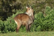 Kob śniady - Kobus ellipsiprymnus - Waterbuck