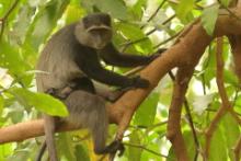 Koczkodan czarnosiwy - Cercopithecus mitis - Blue monkey