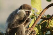 Kotawiec zielonosiwy - Chlorocebus aethiops - Grivet monkey