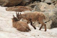 Koziorożec - Capra ibex - Alpine ibex