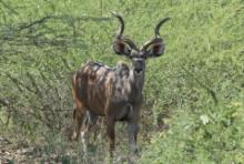 Kudu wielkie - Tragelaphus strepsiceros - Greater kudu