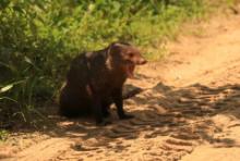 Mangusta ruda - Herpestes smithii - Ruddy mongoose 