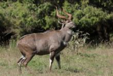 Niala górska - Tragelaphus buxtoni - Mountain nyala