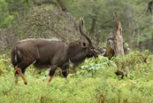 Niala grzywiasta - Tragelaphus angasii - Nyala 