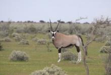 Oryks południowy - Oryx gazella - Gemsbok