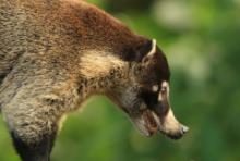 Ostronos białonosy - Nasua narica - White-nosed coati