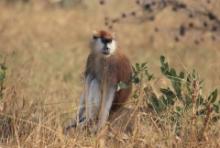 Patas rudy - Erythrocebus patas - Patas monkey