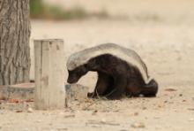 Ratel miodożerny - Mellivora capensis - Honey badger