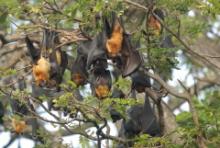 Rudawka wielka - Pteropus giganteus - Indian flying fox