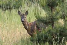 Sarna - Capreolus capreolus - Roe deer