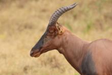 Sasebi właściwy - Damaliscus  lunatus - Topi