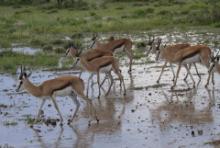 Skocznik antylopi - Antidorcas marsupialis - Springbok