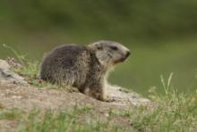 Świstak - Marmota marmota - Alpine marmot