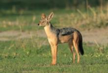 Szakal  czaprakowy - Canis mesomelas - Black-backed Jackal