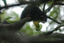 Wiewióra cejlońska - Ratufa macroura - Grizzled giant squirrel