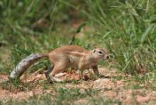 Wiewiórka ziemna - Geosciurus inauris - South africanground squirel