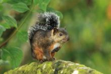 Wiewiórka zmienna - Sciurus variegatoides - Variegated squirrel