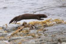 Wizon amerykański - Neovison vison - American mink