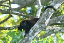 Wyjec płaszczowy - Alouatta palliata - Mantled Howler 