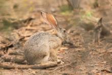 Zając płowy - Lepus capensis - Cape hare