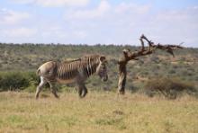 Zebra pręgowana - Equus grevyi - Grevy's zebra