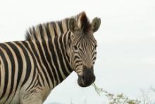 Zebra stepowa - Equus quagga - Common zebra